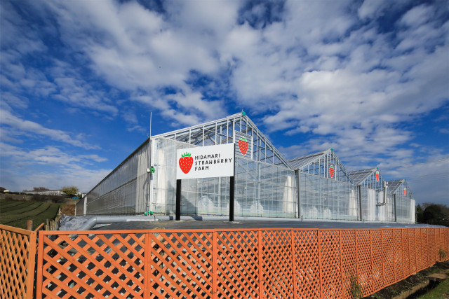 【愛甲郡愛川町】陽だまり農園 HIDAMARI STRAWBERRY FARM